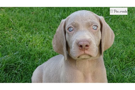 Newton - Weimaraner Puppy 6BCF56