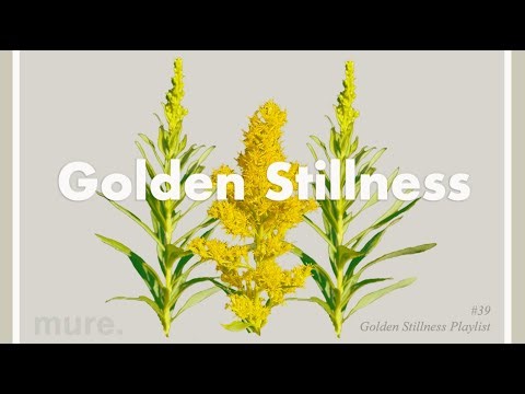Golden Stillness | Minimal House for Calm Focus & Warm Autumn Flow