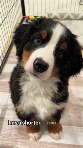 3 Things Bernese Mountain Dog Breeders Don't Tell You! 🐶😳 #shorts #dog #bernesemountaindog #pets