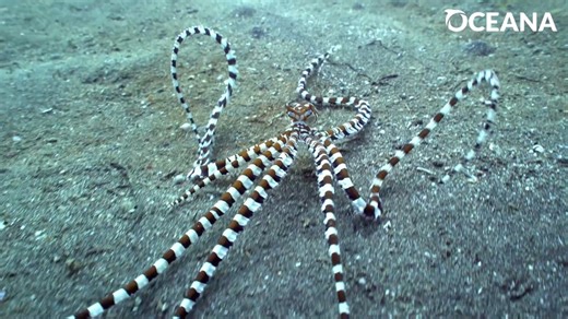 11K views · 636 reactions | Our oceans are full of amazing animal actors! | Oceana | Facebook