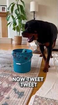 Never Call a Rottweiler Fat – See What Happens Next Funny Dog Reaction