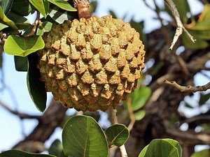Annona crassiflora - Alchetron, The Free Social Encyclopedia
