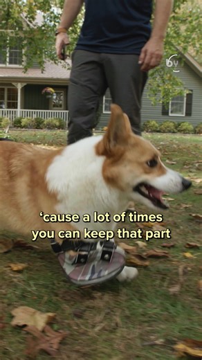 5.2K views · 240 reactions | Ever wondered about the difference between human and animal prosthetics? 樂 Derrick breaks down the unique challenges and processes involved in creating prosthetics for our furry friends.  #WizardofPaws #WizardfPawsTV #BYUtv | The Wizard of Paws | Facebook