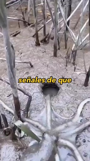 1.2M views · 2K reactions | Datos Curiosos : Señales de que eres muy apestoso #apestoso #señales #datoscuriosos #datos #curiosidades #curioso | KakkySkuad | Facebook