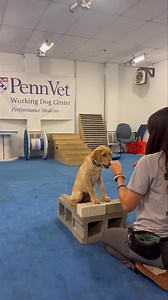 43K views · 967 reactions | Whelan learning the “squat”, one of the exercises of our Canimetrics(TM) program  Make sure you are following Penn Vet Working Dog Center Performance Medicine for all your canine fitness needs! | Penn Vet Working Dog Center | Facebook