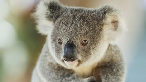 MAPPED: Shocking koala death toll in key Brisbane habitat
