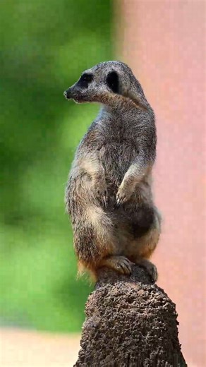 12K views · 369 reactions | People watching in its most pure form from our meerkat mob! When meerkats stand guard, it may look like a great spot to people watch but meerkats always have a sentry on duty! That sentry stays on the lookout for predators in the area and alerts the rest of the mob to hide if any predator comes too close. : Photo Crew Andrea | Oklahoma City Zoo and Botanical Garden | Facebook