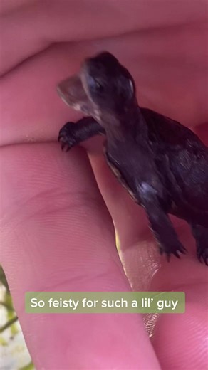 Newest addition to the turtle family…. A Hatchling Congo mud turtle. He’s a feisty little guy for being only 3/4th of an inch and less then 3 grams. #cute #turtle #babyturtle #herp #funny #pettok #congo #savetheturtles #fyp #adorable #tiny #micro #reptile #animallover #fish #aquarium #tank #snail