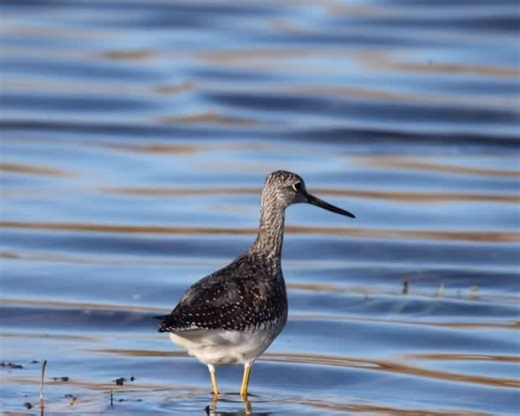 🐟 Un autre poisson pour Monsieur! 🐟 Another fish for Sir! . 🪶 Grand Chevalier 🪶 Greater Yellowlegs . #grandchevalieràpattesjaunes #grandchevalier #greateryellowlegs #oiseau #birdphotography #quebecoiseaux #birdlovers #naturephotography #wildlife_perfection #birdwatching #canon #birdfreaks #bird #birds #wildlife #wildlifephotography #canada | Caroline Dugas