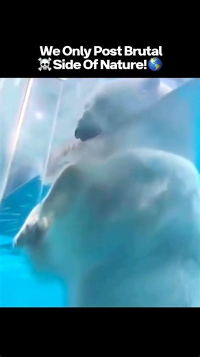 Brutality of Nature — The Wild’s Dark Side on Instagram: "🐻 Polar Bear vs. Human Scale — Nature’s Arctic Giant! ⚠❄️ Ever wondered how massive a polar bear really is? Standing beside a human, this Arctic titan looks almost unreal — a living powerhouse built to survive one of Earth’s harshest environments. 🌍 Native Range: Found across the circumpolar Arctic — Canada, Greenland, Norway (Svalbard), Russia, and Alaska 🍽 Primary Diet: Ringed & bearded seals — rich in fat for survival in freezing te