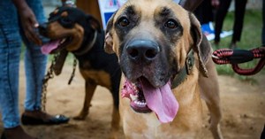 El 56% de la población mundial tiene perros en sus hogares