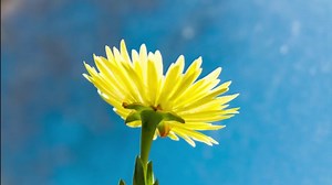 Succulent, Lemon Pig Face, Flower. Free Stock Video