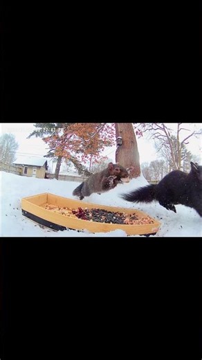 Squirrels life, in a nut shell.