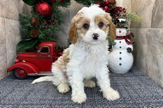 Alister - Cavapoo Puppy 8F0BC0