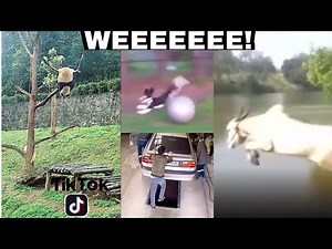 WEEEE! all the funny wee videos