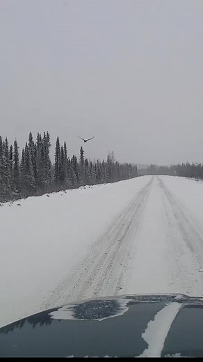 seen my first eagle of 2024 welcome back to the NWT #nativetiktok #spectacular #wildlife #baldeagle #goldeneagle #birdsofprey #justcool
