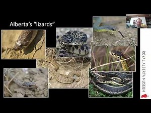 Snow Lizards: How Greater Short-horned Lizards Survive on the Canadian Prairies