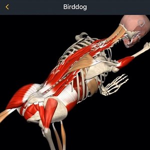 The Bird Dog Exercise - Anatomical Analysis by @muscleandmotion Search for “Muscle And Motion” on the App Stores. #birddog #exercises #exercise #gym #abs #muscleandmotion #workout | Muscle and Motion
