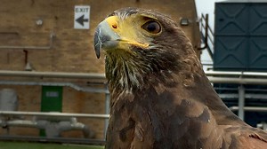 What is energy flow in GCSE Biology? - BBC Bitesize