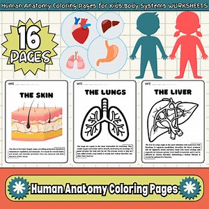 Human anatomy coloring pages for kids-Body Systems Worksheets-Organs System