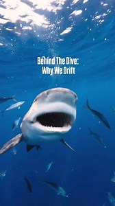 Why anchor when you can ride the current? Drift diving lets us explore more, see more, and leave the reef untouched. More coverage of the ocean equals more chances to spot different sharks in their environment. Now is a great time to join us for a dive! . . . . #southflorida #sealife #joinus #jupiter #sharks #shark #sharkdiving #ecotoursim #florida #palmbeach #miami #adventure #diving #ocean #discovery #travel #explore #wildlife #nature #photography #oceanlife #underwater #snorkeling #freediving
