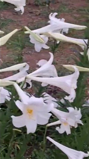 #beautiful#flowers flowers 🌻💐💐🌸