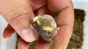 potato fairy - rain frog new arrival! | Mr LuckyFrog