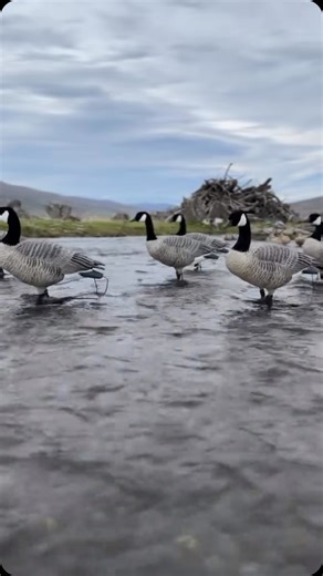 The team down under @aoraki_waterfowl_outfitters has been kicked off their season and they have been rolling! There’s no finer scenery than the back drops of New Zealand with a set of XD honkers and Sleeper/rester mallards 👌👌 #averyghg #ghgdecoys #firstinfinishing #firstandforever #justgo #waterfowl #banded #asd #averysportdog | Avery Outdoors