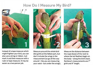 How to Measure Bird & Measurement Chart