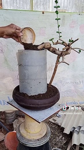 Rock Bonsai Techniques with Sancang Material