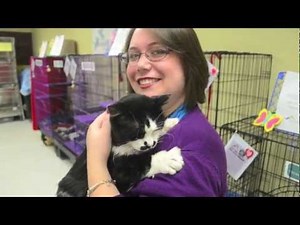 Meet adoptable cats at Animal Friends' PETCO adoption center!