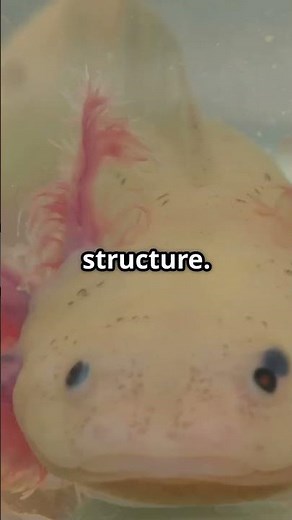 Did You Know This About Axolotls?