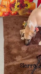 2.7K views · 283 reactions | New to adoption at Genesee County Animal Control ❤️ Today is the last day to adopt this week, as a shelter will be closed Friday and Saturday, and reopen next Tuesday. | Genesee County Animal Control | Facebook