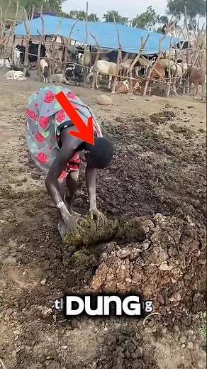 How Farmers Turn Cow Dung Into a Profitable Business #cowdung #africantribe