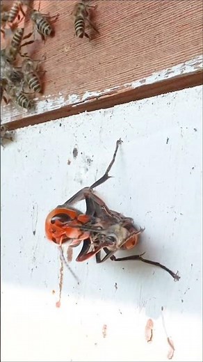 The Predator Strikes: Giant Hornet Attacks Japanese Honeybees
