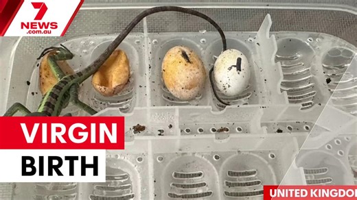 Iguana gives virgin birth to eight hatchlings