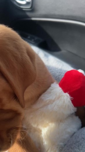 Meet Molly: Fox Red English Labrador Puppy