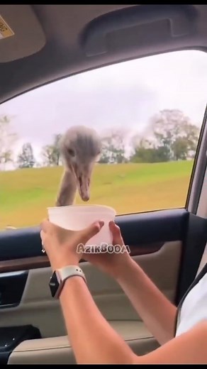 Mushuk ichida inson xarakteri🐱 on Instagram: "Tochkani ho'jayini keldi😂 #AzikBoom #Najim #dublaj #Dublyaj #tashkent #ташкент #узбек #toshkent #дублажбоом #AzikBoom #uzprikol #munisarizaeva #sevimli #zortv #sevimlitv #telegramyulduzlari #uzkulgu #prikollarni_dodasi #prikollar #узбекистан #xar_xil_tv #my5uzb #megayulduz #shoubiznes #kulgu #deadpool #уз #Mushukmen #catsfunny #vines #uzvinestop"