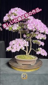 淡い桜色が美しい皐月盆栽