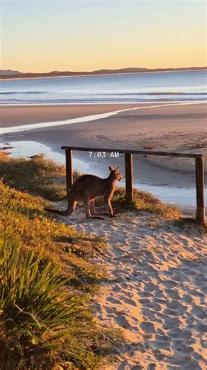 POV: Waking up with the locals at Diamond Head campground in #CrowdyBayNationalPark 🦘 A North Coast gem near Port Macquarie. Book your own camping escape at one of 350 campgrounds in #NSWParks #FeelNSW 🏕️📷 @elishadonki on Instagram. Stay safe in NSW national parks. Plan ahead by checking our website for alerts and closures before visiting a park. | NSW National Parks and Wildlife Service