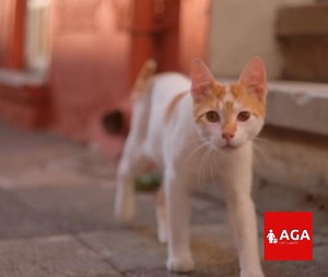 We are honored to be recognised as a trusted association by Albufeira Municipality for our work in helping homeless cats in and around the area. This recognition is a testament to the dedication and hard work of our team and supporters. We are also incredibly grateful to Albufeira Câmara for their continued support and for issuing an annual grant to assist with the costs associated with rescuing, feeding, and providing medical care for these cats. This funding helps us make a real difference in 