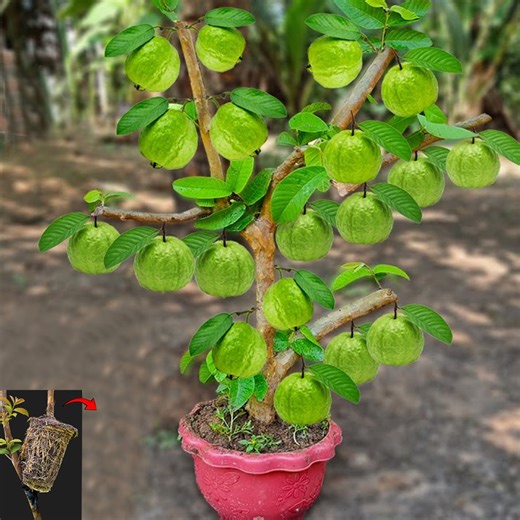 3.5K views · 45 reactions | How to propagate guava tree from guava branches with natural hormone | Tree Garden II | Facebook