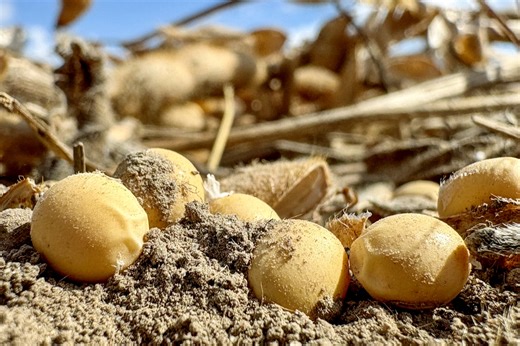AgGronomyTV: Ontario’s 2025 soybean growing season - AgCanada