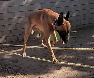 Monkey the Dog Is a Really Good Boy