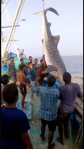 Whale Shark rescue and release | North Goa | Wildlife Trust of India