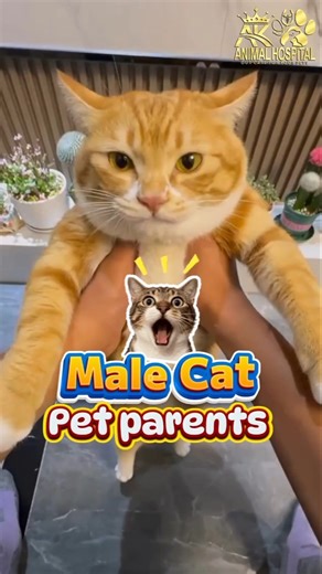 Male Cat urinary obstruction | Ak animal hospital