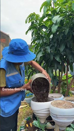 the process of planting until we harvest #gardeningideas #garden #gardening #farming