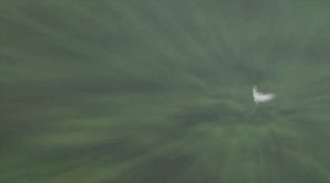 6.9K views | Cryptozoology Facts on Reels | Facebook