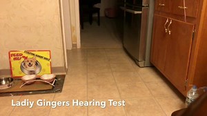 It’s time for My Annual Physical Exam given to me by my Upright Male Servant. I hope I pass!! https://m.facebook.com/queenofthecorgis/ http://instagram.com/queenofthecorgis | Lady Ginger in Heaven Queen of the Corgis