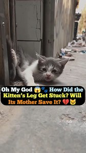 10K views · 606 reactions | Oh My God  How Did the Kitten’s Leg Get Stuck? Will Its Mother Save It? . A moment of fear, a mother’s instinct, and hope that love will find a way. #reelsfypシ #reelsviralシ #trend #trendingnow #viralreelschallenge #cat #catsofinstagram | funnyman1 | Facebook
